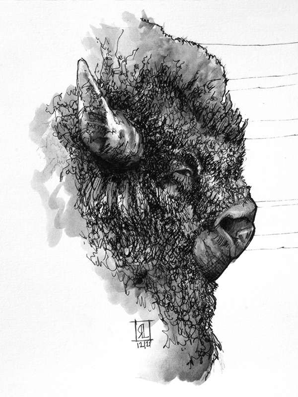 Ink Drawing of a Bison Head