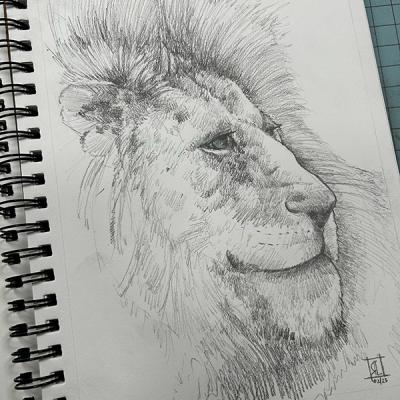 Lion Bw