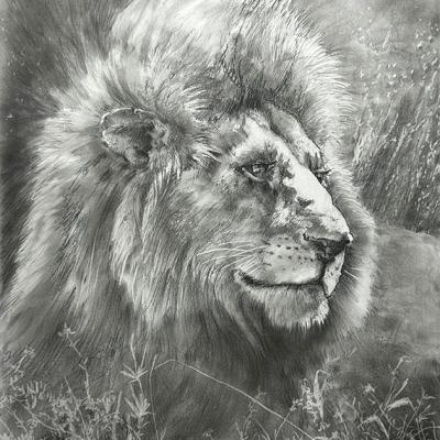 Lion Final Bw