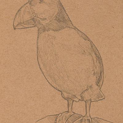 Puffin